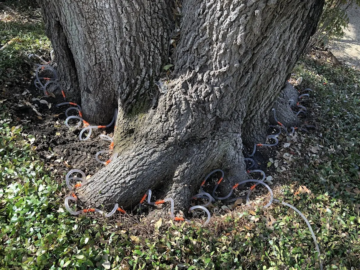 Detailed Tree Cabling and Bracing job site in Keno